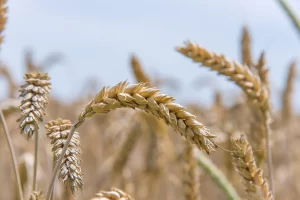 Gouden graanhalmen als natuurlijke basis voor volkoren rijst en andere vezelrijke graanproducten.